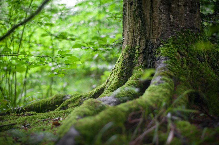 Rooted in Wisdom