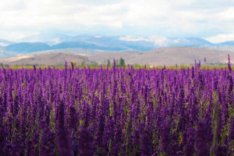 Growing in Kindness and Peace