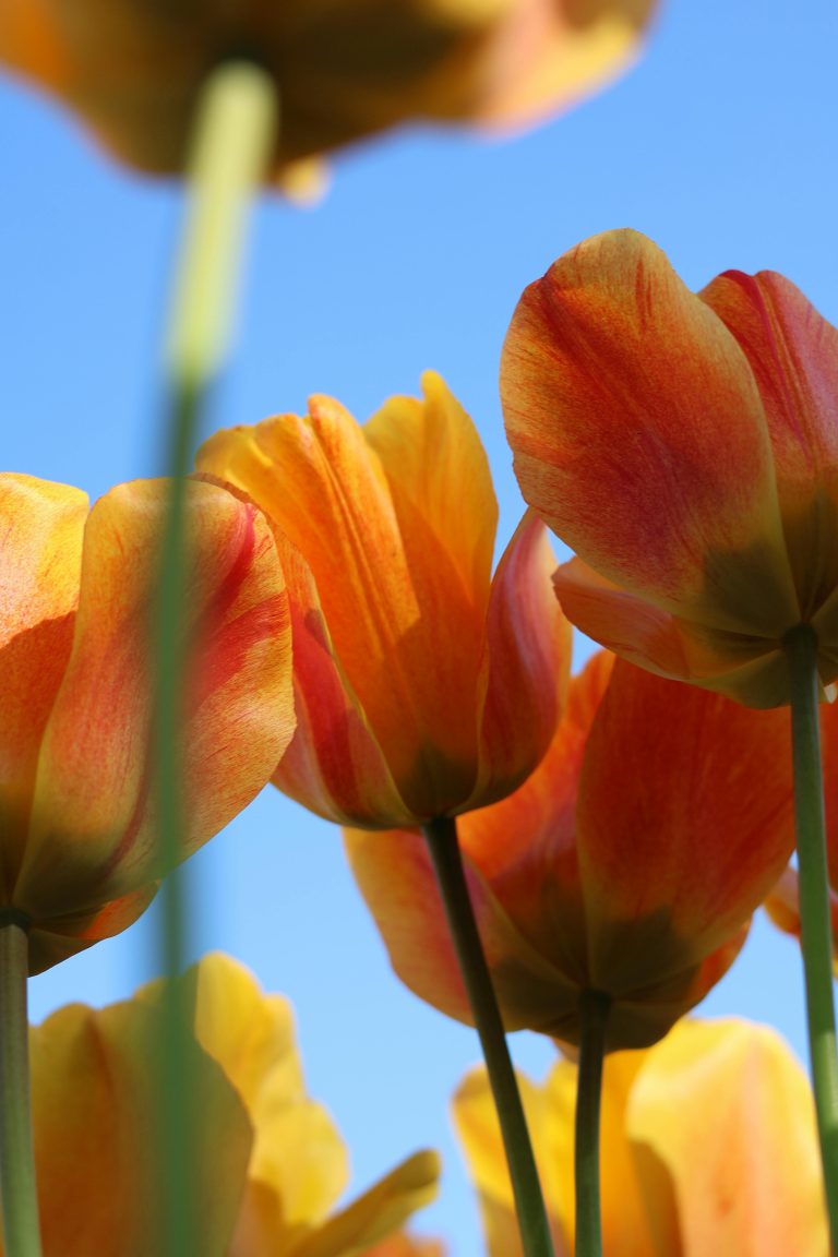 Avoiding The Trap of The Immoral Woman 2